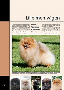 Klik her for at læse raceportræt af Pomeranian