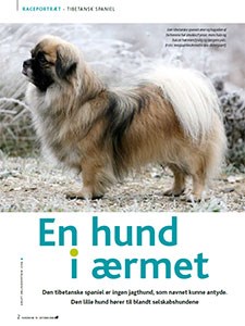 Klik her for at læse raceportræt af Tibetansk Spaniel