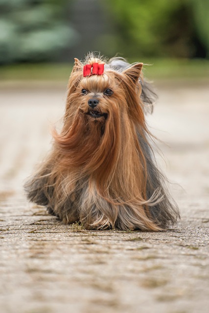 hjemmehørende Dempsey utilgivelig Pelspleje - www.canis-minor.dk